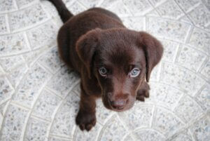 Chocolate Labrador puppy sitting and looking up towards the owner and ignoring them