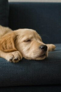 Golden Retriever puppy sleeping peacefully during a daytime nap, showing the importance of rest for young puppies.