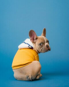 French Bulldog puppy sitting and looking with back towards the owners and Puppy Suddenly Stopped Listening.
