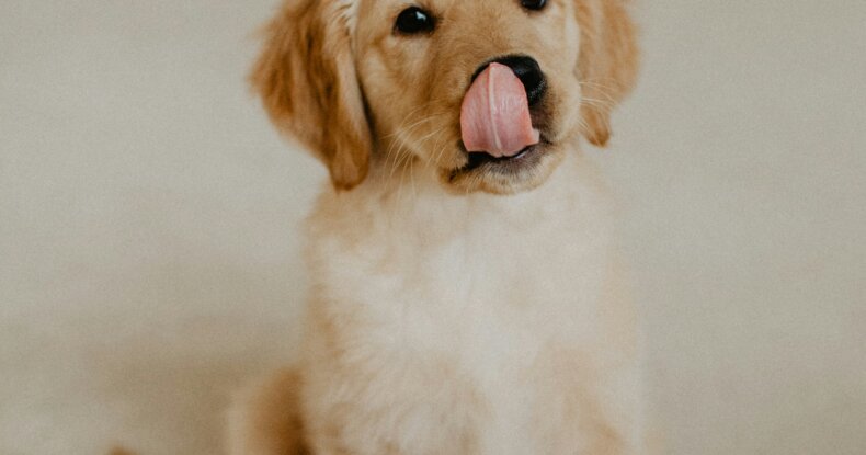 golden retriever puppy sitting indoors and doing a sit when the puppy suddenly stopped listening