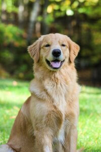 Golden Retriever sitting outdoors on grass and looking towards the owner.
