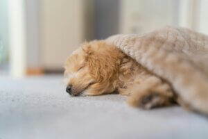 Young puppy sleeping under a blanket during a daytime nap, showing the importance of rest in preventing overtired puppy biting.