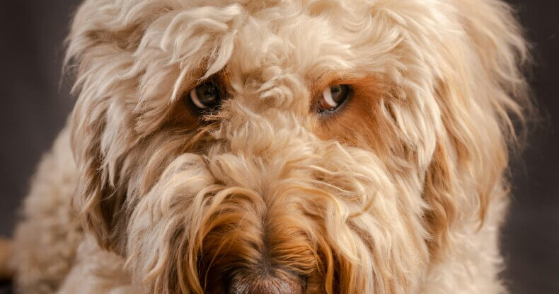 Curly-coated puppy looking towards the camera, illustrating signs your puppy has become a teenager.