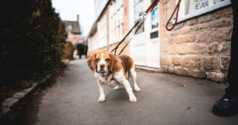 Dog pulling forward on the lead during a walk, showing excitement and difficulty staying focused.
