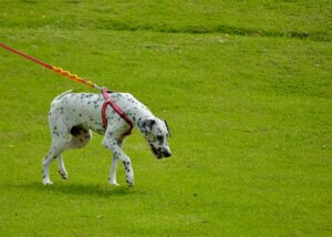 Dalmatian walking on a lead across grass with a relaxed, sniffing posture.
