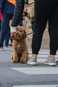 Young doodle dog walking closely beside people in a busy environment, showing calm engagement during adolescence.