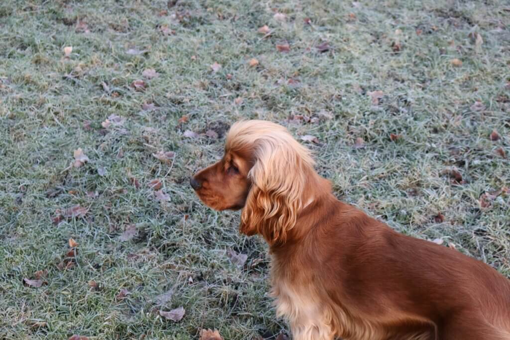 Young Cocker Spaniel sitting on grass and looking to the side during adolescence.