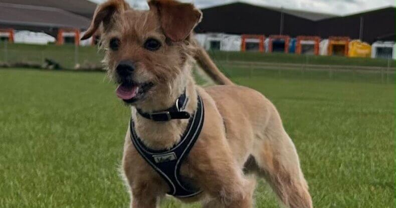 Autumn crossbreed terrier during reactive dog training in Leamington Spa.