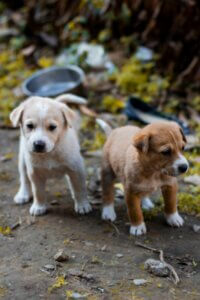Two young puppies standing together outdoors during a calm moment.