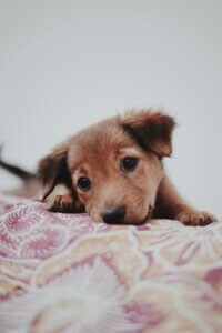 Young puppy resting quietly on a bed during a calm moment indoors.