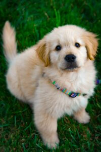 Golden Retriever puppy standing outdoors and looking towards the owner.